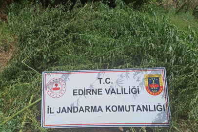 KENEVİR BİTKİSİ ELE GEÇİRİLDİ