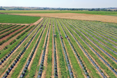 EDİRNE'DE YABAN MERSİNİ YETİŞTİRİYOR