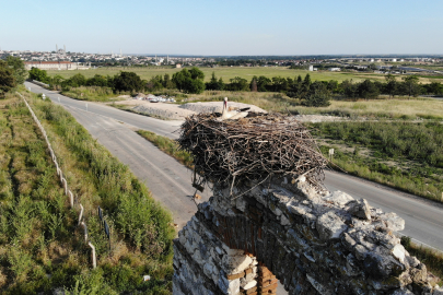 ASKER HASTANESİ'NİN DUVARI LEYLEKLERE YUVA OLDU