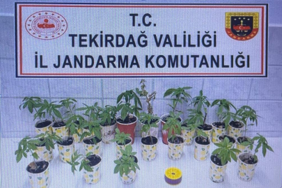 KAMU ARAZİSİNE HİNT KENEVİRİ EKTİ