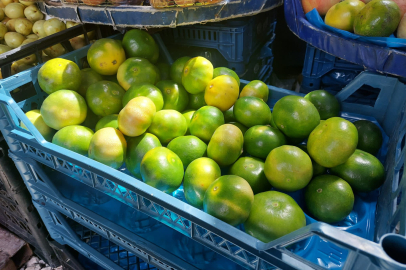 MANDALİNA TEZGAHA ÇIKTI