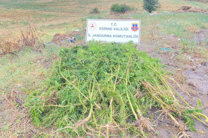 TARLADA KENEVİR YAKALANDI