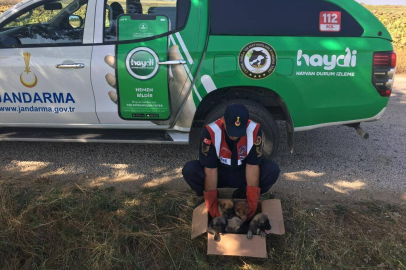 5 YAVRU KÖPEK BARINAĞA TESLİM EDİLDİ