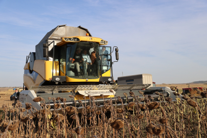 EDİRNE'DE YERLİ TOHUMDAN ÜRETİLEN AYÇİÇEĞİNİN HASADI YAPILDI