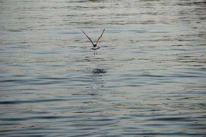 DENİZ CANLILARI YAŞAM ALANLARINI DEĞİŞTİRİYOR