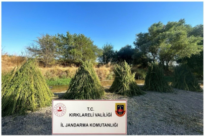 164 BİN 485 KÖK KENEVİR ELE GEÇİRİLDİ