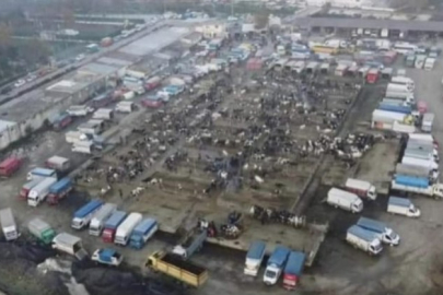 HAVSA CANLI HAYVAN PAZARI AÇILIYOR