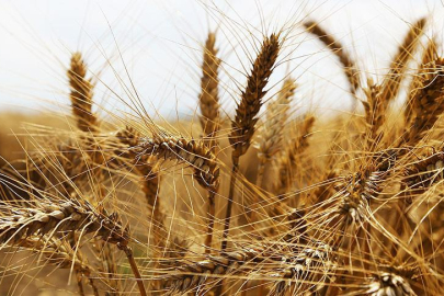 EDİRNE TİCARET BORSASI FİYATLARI AÇIKLADI