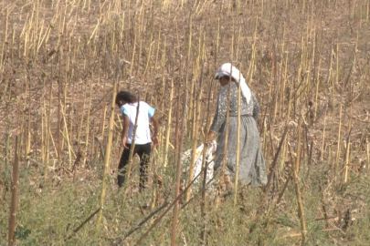 AYÇİÇEK TARLALARI GEÇİM KAYNAĞI OLDU