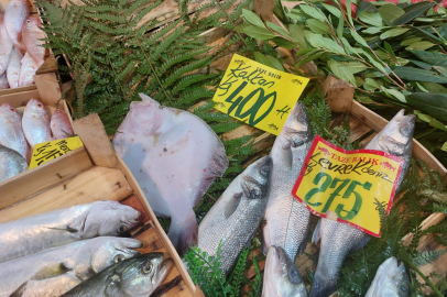 KALKAN BALIĞININ FİYATI DÜŞTÜ