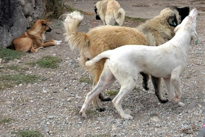 KÖPEK YERE DÜŞÜRDÜ