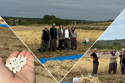VİZE’DE ATA TOHUMU FASULYE HASADI