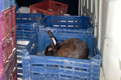 BELGESİZ 100 TAVŞAN TAŞIYORDU