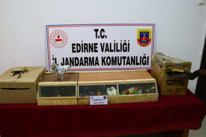 KİMLİKSİZ HAYVAN ELE GEÇİRİLDİ