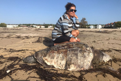 EDİRNE’DE ÖLÜ CARETTA CARETTA KARAYA VURDU