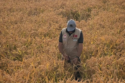 SERTİFİKALI ÇELTİK TOHUMLUĞU ÜRETİM KONTROLÜ