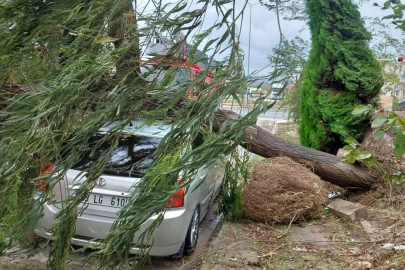 FIRTINA AĞAÇ DEVİRDİ