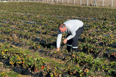 Çilek tarlasında yeni sezon için hazırlıklar başladı