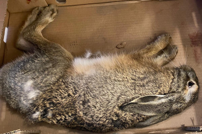 Yaralı halde bulunan tavşan tedavi altına alındı