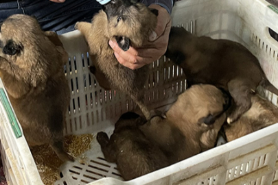 Köpek besleyen komşusunu şikâyet etti