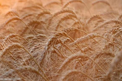 ETB’de işlem gören ayçiçeği ve buğday fiyatları açıklandı