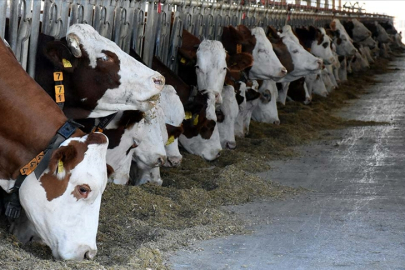 19,7 milyon büyük ve küçükbaş hayvan sigortalandı