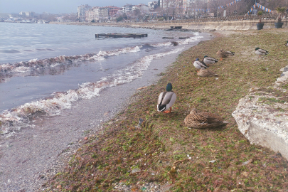 Lodos kıyıları kızıla boyadı