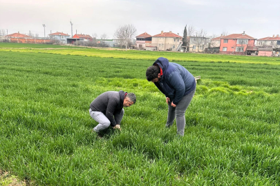 Buğday tarlalarında sorun yok