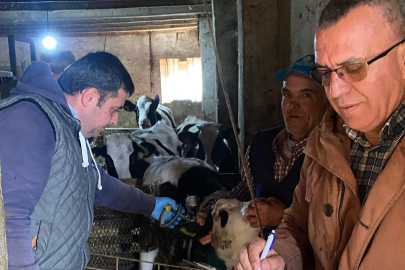 Vize’de şap aşılama kampanyası