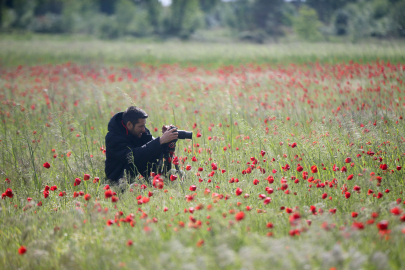 Yıldız Dağları'nın eteklerinde açan gelincikler doğayı renklendirdi