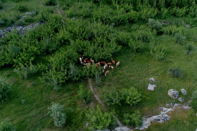 Kaybolan 38 Büyükbaş Hayvan Dron Yardımıyla Bulundu