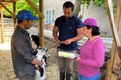 Pınarhisar’da Buzağılar Kayıt Altına Alınıyor