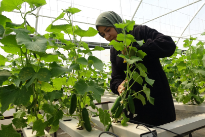 Topraksız Tarımla 26 Günde Salatalık, 30 Günde Marul Üretiyor