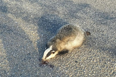 Babaeski’de Nesli Tükenen Porsuk Ölü Bulundu