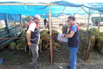 Kırklareli'nde Kurbanlık Hayvan Satış Yerleri Denetlendi