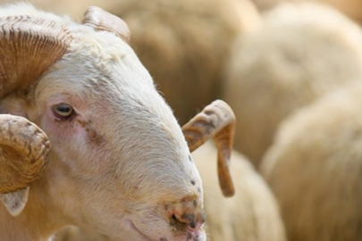 242 "Acemi Kasap" Hastanelik Oldu