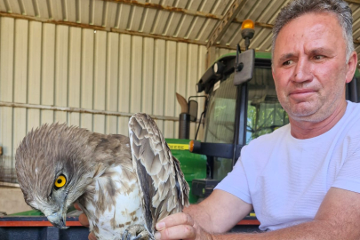 Enez'de Yaralı Atmaca Tedavi Altına Alındı