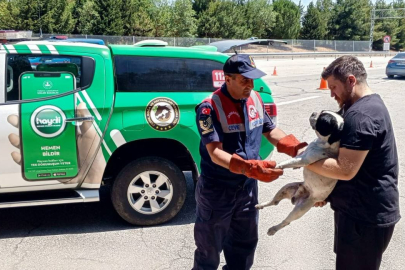 Jandarmadan Yaralı Köpeğe Yardım Eli