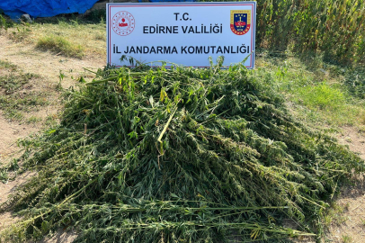 Edirne’de 5950 Kök Kenevir Bitkisi Ele Geçirildi