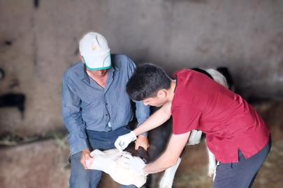 Demirköy'de Buzağı Aşılama ve Küpe Takma Çalışmaları