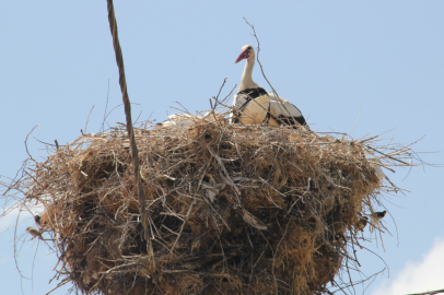 Tekirdağ'da Kadriye Mahallesi Yıllardır Leyleklere Yuva Oluyor