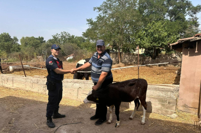 Jandarmadan Kayıp Hayvan Operasyonu