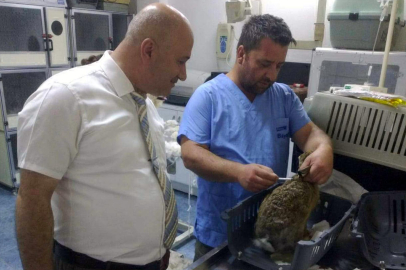 Yaralı Bulunan Yaban Tavşanı Tedaviye Alındı