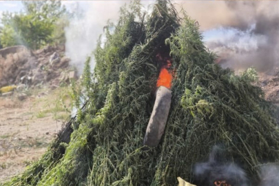 Ayçiçeği Tarlasını Kenevir Bahçesine Çevirmişler