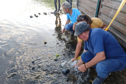 İpsala’da Üretilen Yavru Sazanlar Tankerle Bursa’ya Gitti