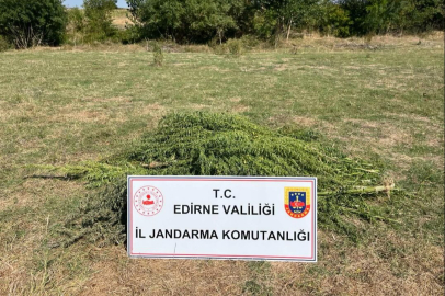 Süloğlu'nda 300 Kök Kenevir Ele Geçirildi