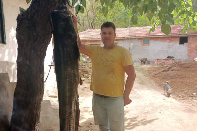 Meriç Nehri'nde 72 Kilogramlık Yayın Balığı Yakalandı