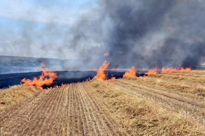 Trakya'daki Yangınlarda 37 Bin 115 Dekar Tarıma Alanı Zarar Gördü