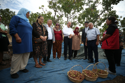 Çanakkale'de Menengiçe Aşılanan Antep Fıstığının Hasadı Başladı