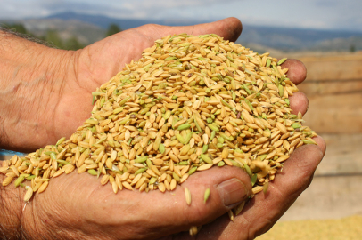 İpsala'da Çeltik Hasadı Başladı